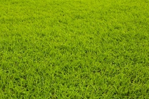 Devis Jardinage et Paysagisme, Suisse